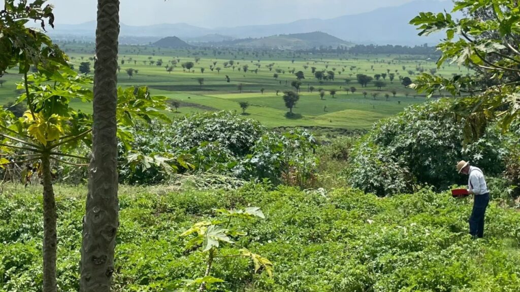 Het beoordelen van een Phytophthora-proefveld, blijkbaar met veel resistente klonen